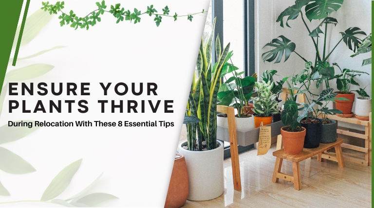 Ensure Your Plants Thrive During Relocation With These 8 Essential Tips